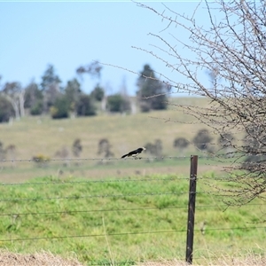 Rhipidura leucophrys at Uralla, NSW - 1 Sep 2024