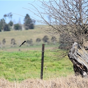 Rhipidura leucophrys at Uralla, NSW - 1 Sep 2024