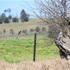 Rhipidura leucophrys at Uralla, NSW - 1 Sep 2024