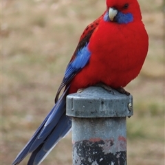 Platycercus elegans (Crimson Rosella) at Griffith, ACT - 12 Sep 2024 by RobParnell