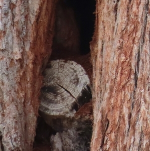 Platycercus elegans at Griffith, ACT - suppressed