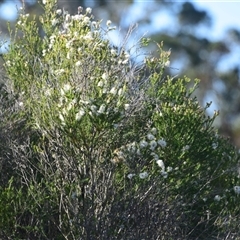 Melaleuca ericifolia (Swamp Paperbark) at Speers Point, NSW - 31 Aug 2024 by LyndalT