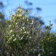 Melaleuca ericifolia at Speers Point, NSW - 31 Aug 2024