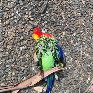 Platycercus eximius at Belconnen, ACT - 14 Sep 2024