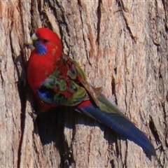 Platycercus elegans (Crimson Rosella) at Griffith, ACT - 13 Sep 2024 by RobParnell