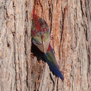 Platycercus elegans at Griffith, ACT - 13 Sep 2024