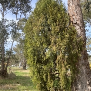 Exocarpos cupressiformis at Bruce, ACT - 14 Sep 2024