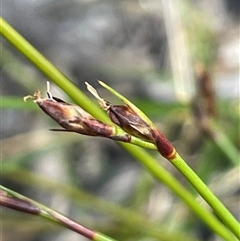 Schoenus imberbis (Beardless Bog-rush) at Tianjara, NSW - 13 Sep 2024 by JaneR