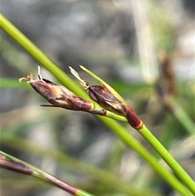 Schoenus imberbis (Beardless Bog-rush) at Tianjara, NSW - 13 Sep 2024 by JaneR