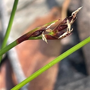 Schoenus imberbis at Tianjara, NSW - 13 Sep 2024 02:08 PM