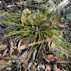 Schoenus imberbis at Tianjara, NSW - 13 Sep 2024 02:08 PM