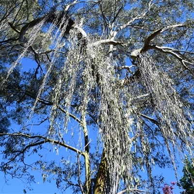 Amyema sp. at Rangeville, QLD - 3 Sep 2024 by LyndalT