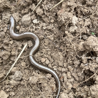 Hemiergis talbingoensis (Three-toed Skink) at Belconnen, ACT - 13 Sep 2024 by JohnGiacon