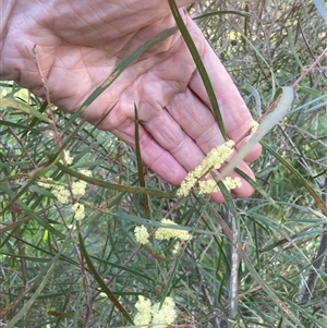 Acacia floribunda at Belconnen, ACT - 13 Sep 2024