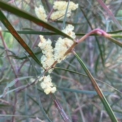 Acacia floribunda at Belconnen, ACT - 13 Sep 2024