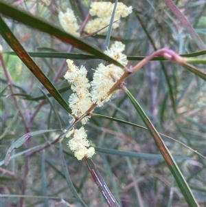 Acacia floribunda at Belconnen, ACT - 13 Sep 2024