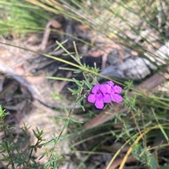 Prostanthera howelliae at Bundanoon, NSW - 8 Sep 2024 by AnneG1