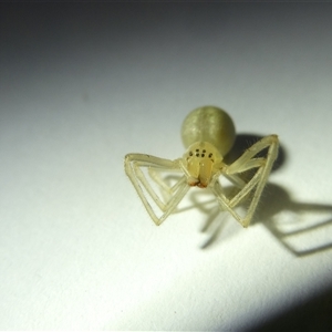 Cheiracanthium sp. (genus) at Belconnen, ACT - 12 Sep 2024