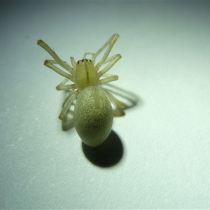 Cheiracanthium sp. (genus) at Belconnen, ACT - 12 Sep 2024