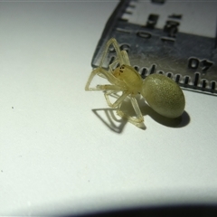 Cheiracanthium sp. (genus) at Belconnen, ACT - 12 Sep 2024