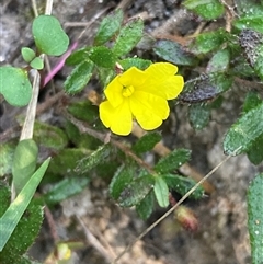 Hibbertia empetrifolia subsp. empetrifolia at Bundanoon, NSW - 8 Sep 2024 by AnneG1