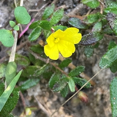 Hibbertia empetrifolia subsp. empetrifolia at Bundanoon, NSW - 8 Sep 2024 by AnneG1