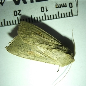 Mythimna (Pseudaletia) convecta at Belconnen, ACT - 10 Sep 2024