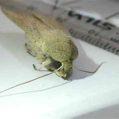 Mythimna (Pseudaletia) convecta at Belconnen, ACT - 10 Sep 2024 11:20 AM