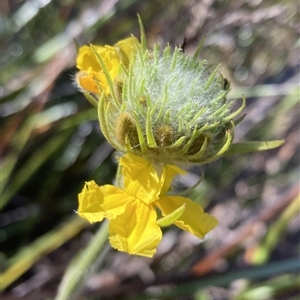 Goodenia glomerata at Bundanoon, NSW - 8 Sep 2024