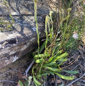 Goodenia glomerata at Bundanoon, NSW - 8 Sep 2024