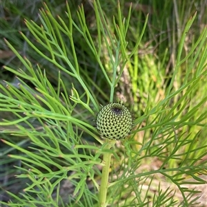 Isopogon anethifolius at Bundanoon, NSW - 8 Sep 2024 01:35 PM