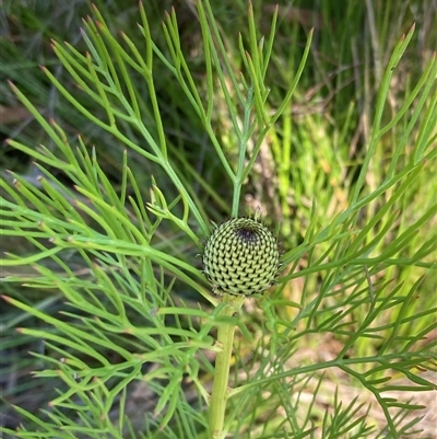 Isopogon anethifolius at Bundanoon, NSW - 8 Sep 2024 by AnneG1