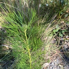 Isopogon anethifolius at Bundanoon, NSW - 8 Sep 2024 01:35 PM