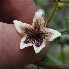 Pandorea pandorana (Wonga Wonga Vine) at Bungonia, NSW - 11 Sep 2024 by RobG1