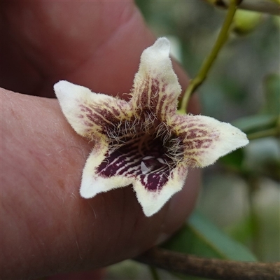 Pandorea pandorana (Wonga Wonga Vine) at Bungonia, NSW - 11 Sep 2024 by RobG1