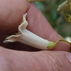 Pandorea pandorana at Bungonia, NSW - 11 Sep 2024