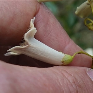 Pandorea pandorana at Bungonia, NSW - 11 Sep 2024 02:05 PM