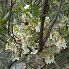 Pandorea pandorana at Bungonia, NSW - 11 Sep 2024 02:05 PM