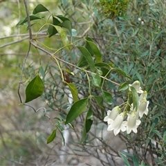 Pandorea pandorana at Bungonia, NSW - 11 Sep 2024