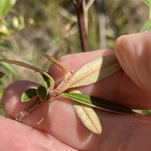 Unidentified at suppressed - 8 Sep 2024