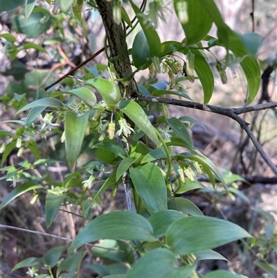 Asparagus asparagoides (Bridal Creeper, Florist's Smilax) at Campbell, ACT - 15 Sep 2024 by SilkeSma