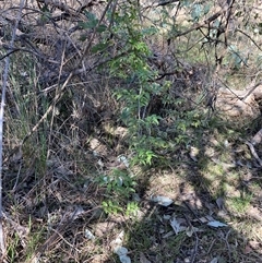 Asparagus asparagoides at Campbell, ACT - 15 Sep 2024