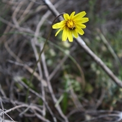 Microseris walteri (Yam Daisy, Murnong) at Gundaroo, NSW - 15 Sep 2024 by lesams