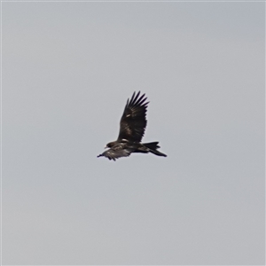 Aquila audax at Bungonia, NSW - 11 Sep 2024