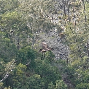 Aquila audax at Bungonia, NSW - 11 Sep 2024