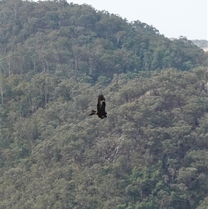 Aquila audax at Bungonia, NSW - 11 Sep 2024