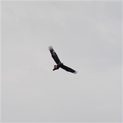 Aquila audax at Bungonia, NSW - 11 Sep 2024