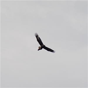 Aquila audax at Bungonia, NSW - 11 Sep 2024