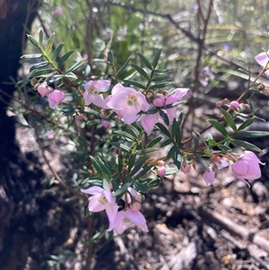 Boronia pinnata at Bundanoon, NSW - suppressed