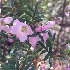 Boronia pinnata at Bundanoon, NSW - 8 Sep 2024